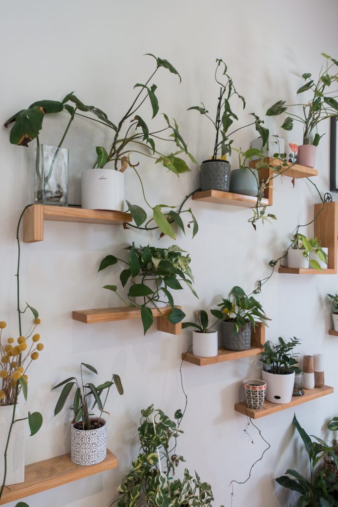 Indoor plant wall