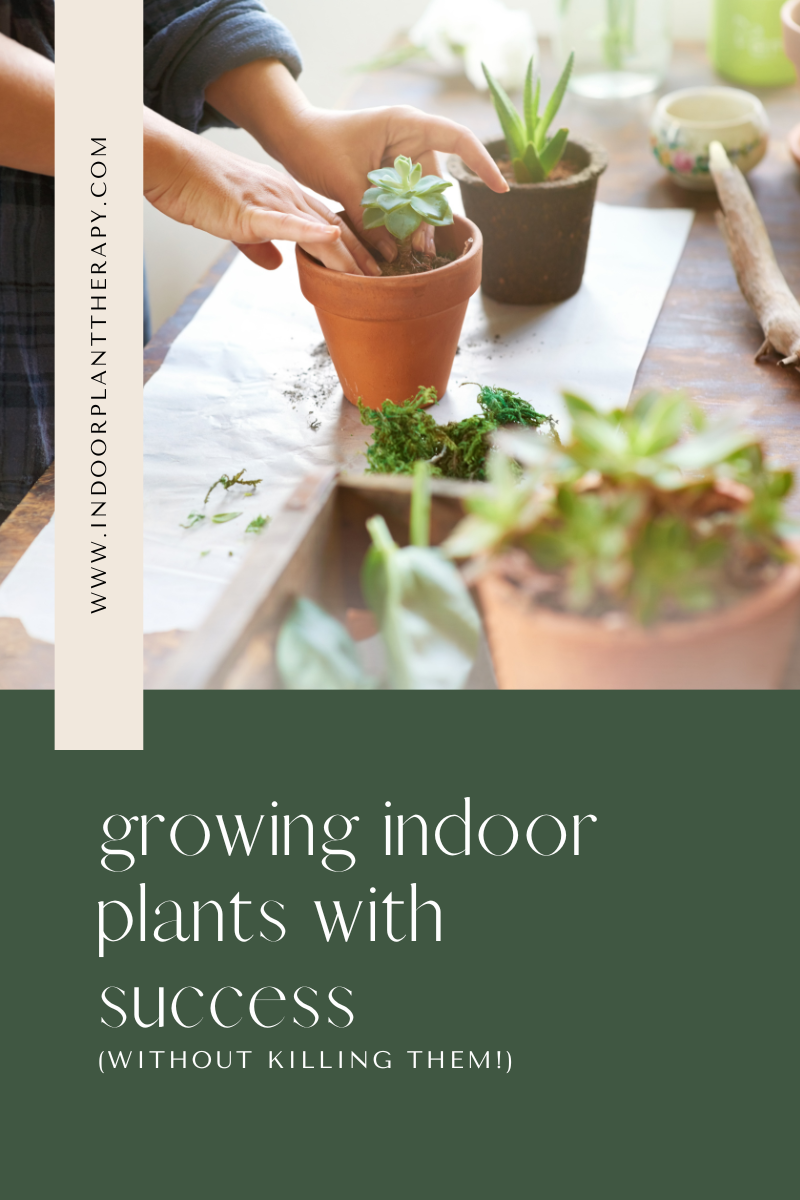 Grow indoor plants with success, your top tips