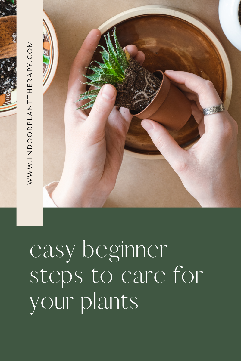 A beginners guide to caring for your indoor plants