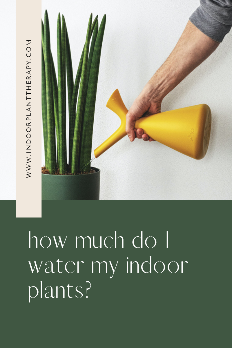 how much do I water my indoor plant?