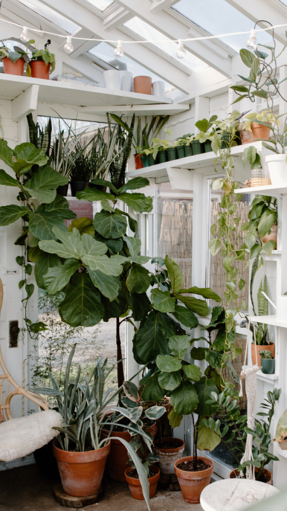 Our honest opinion on the fiddle leaf fig