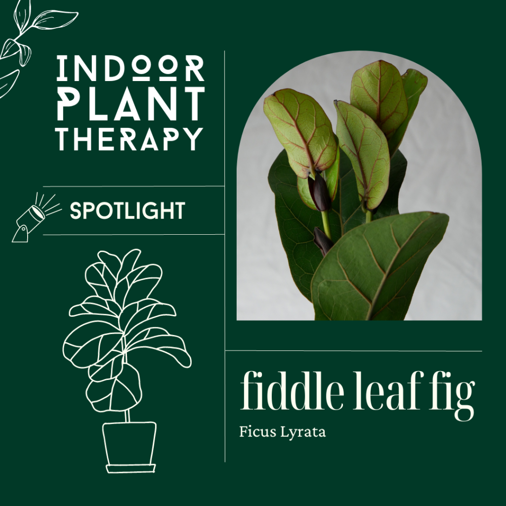 Fiddle leaf fig_Indoor plant therapy