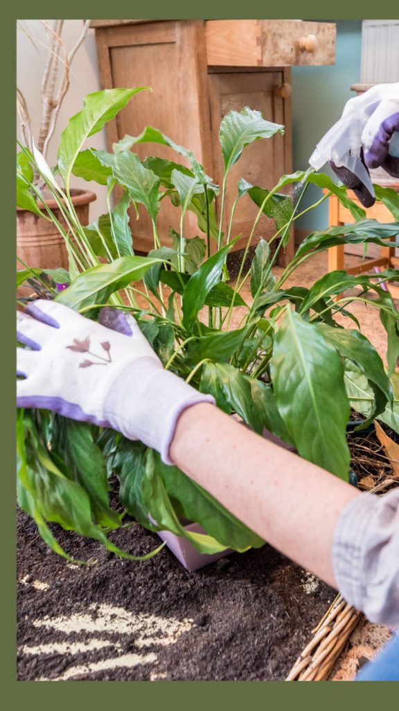 How to care for a peace lily indoors