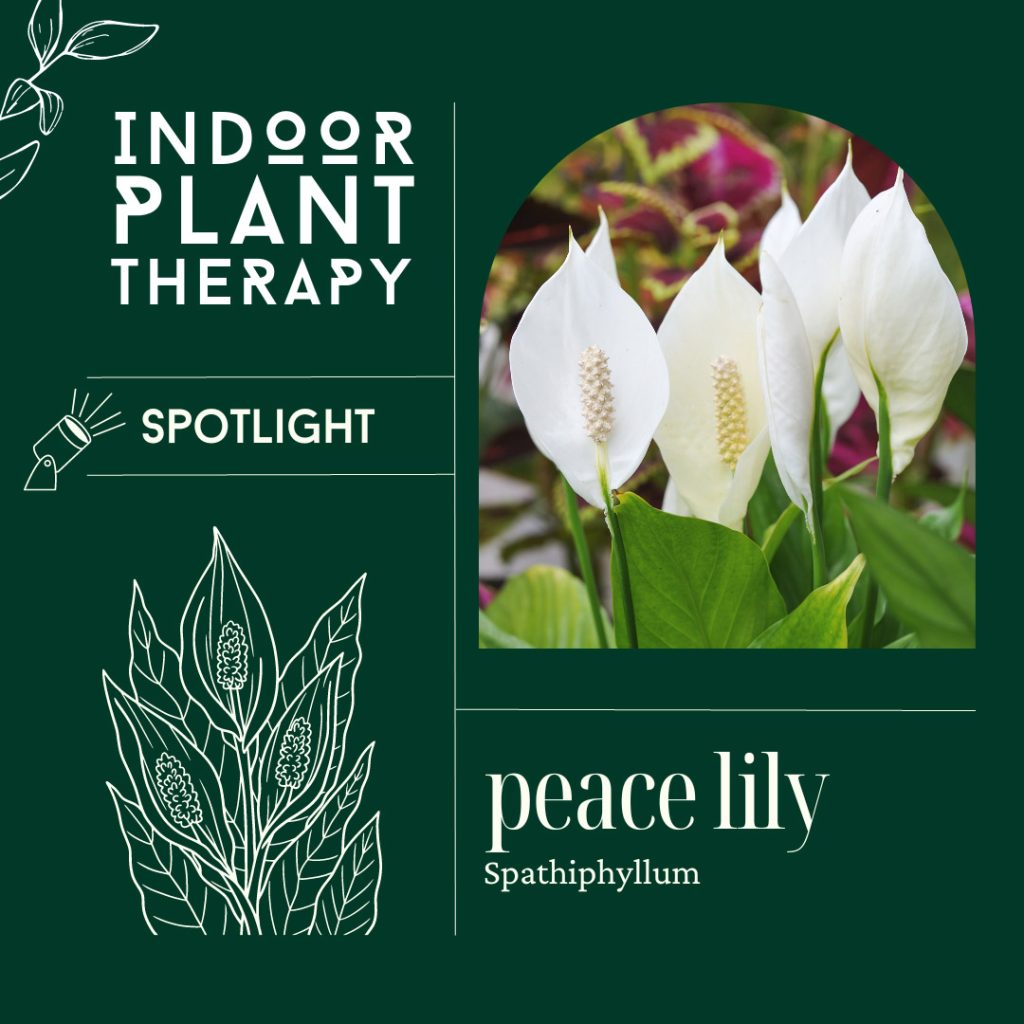 Important information about Peace lily