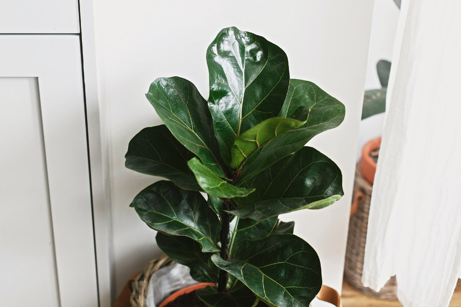 Love one of the worlds most popular plants, the Fiddle leaf fig