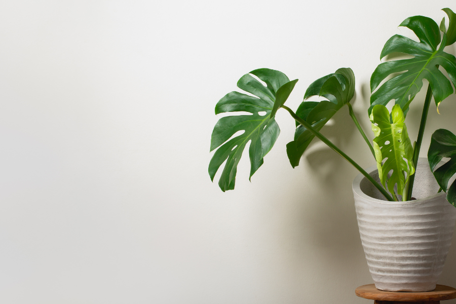 All about the monstera plant