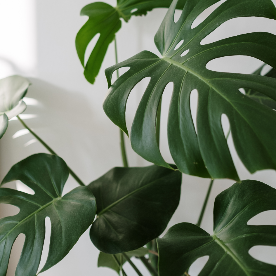 Monstera deliciosa all you need to know 