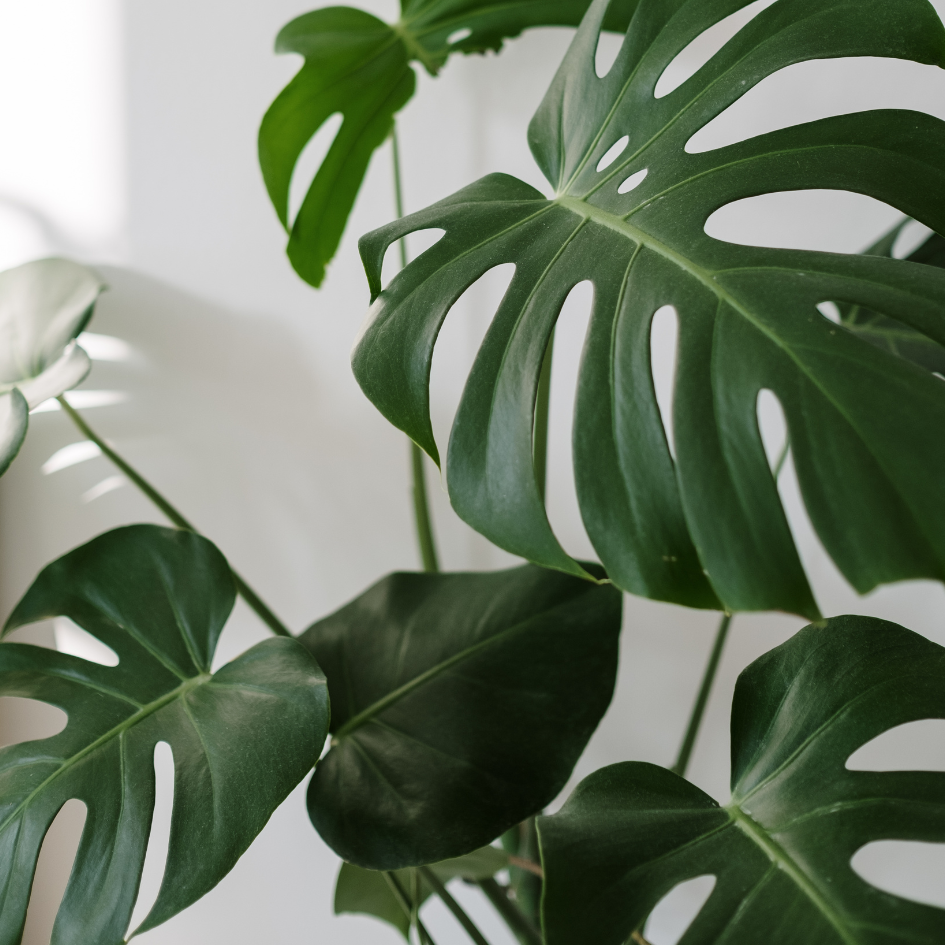 Monstera deliciosa all you need to know
