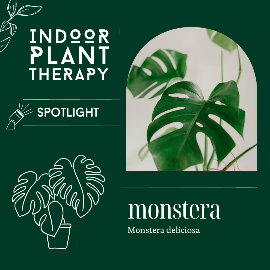 Monstera deliciosa, common indoor plant, all you need to know