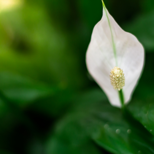 What you need to know about peace lilies