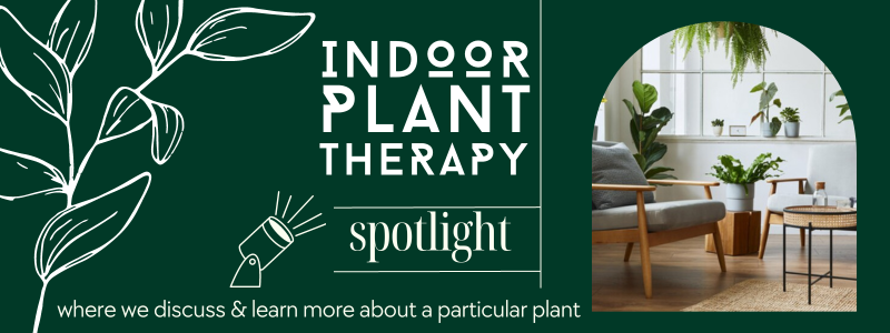 Learn more about indoor plants with indoor plant therapy