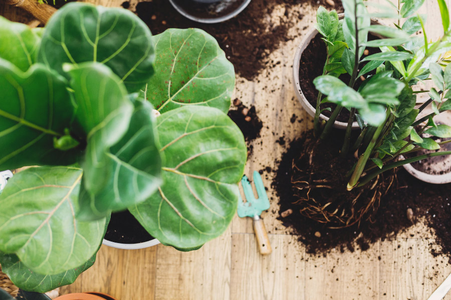 Repotting your fiddle leaf fig