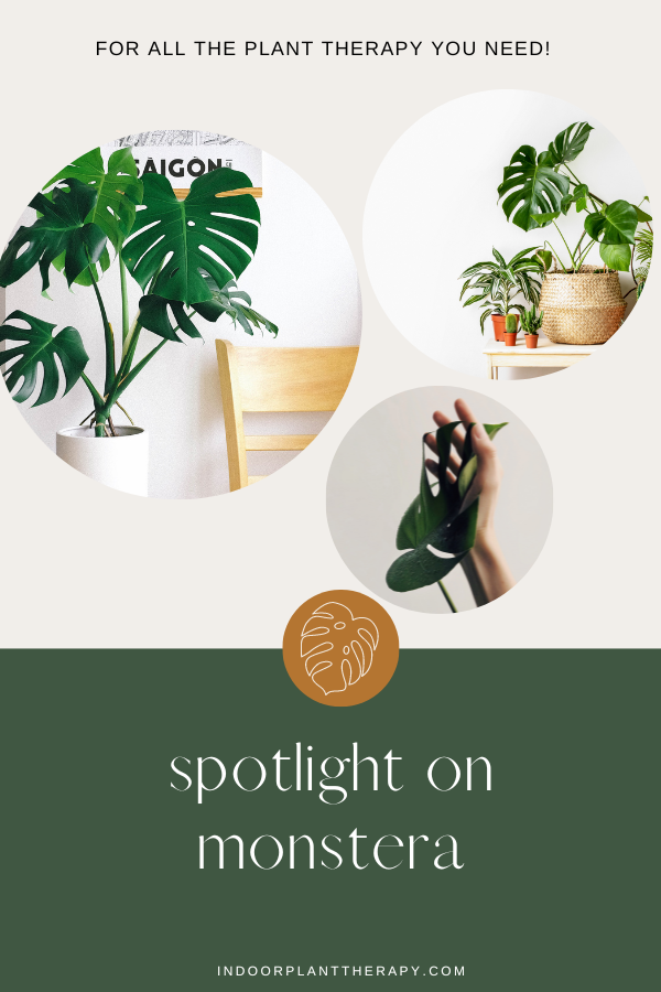 Spotlight on monstera and how to care for them