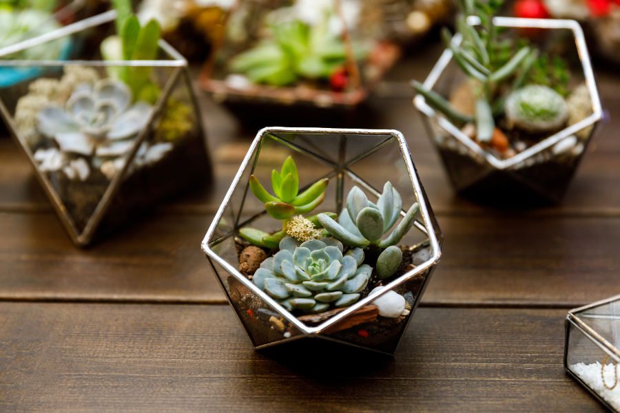 Terrariums and everything you need to know about creating a DIY terrarium