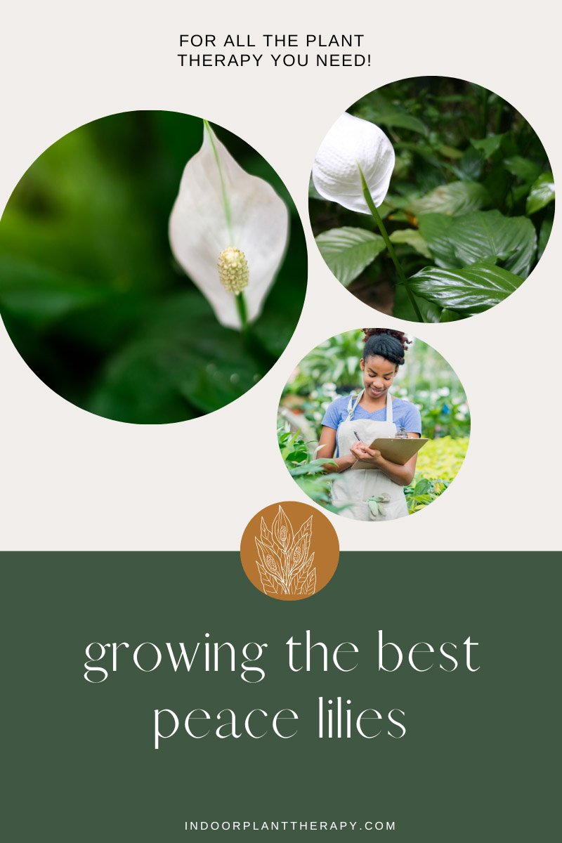 growing the best peace lilies