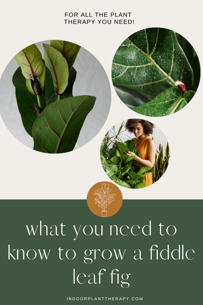 how to succeed with a fiddle leaf fig
