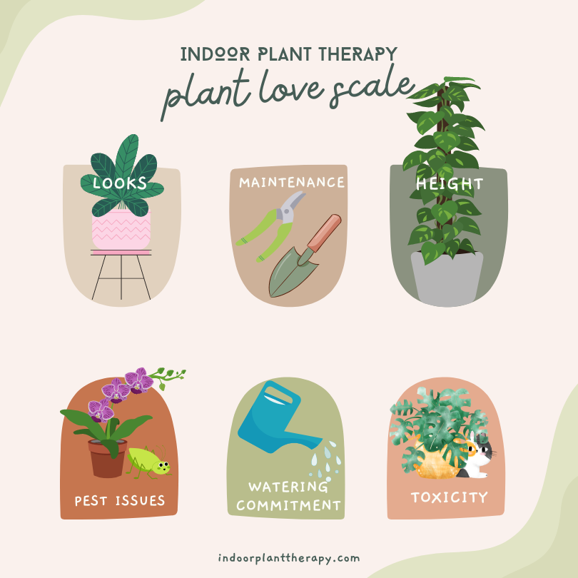 indoor plant therapy plant ranking