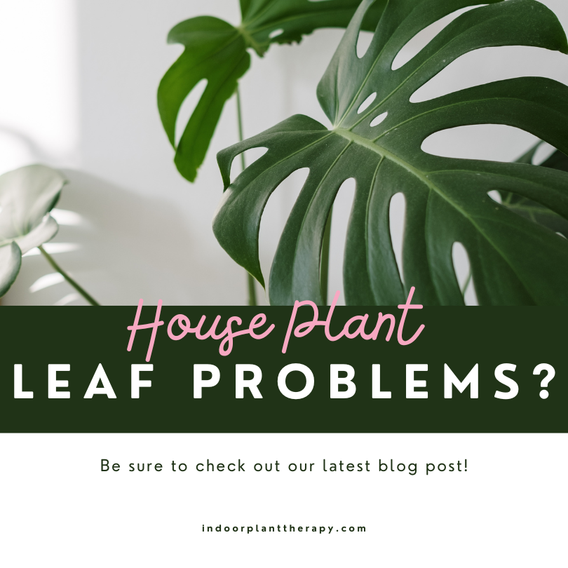 Brown leaf and other problems for your house plants
