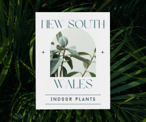 New South Wales Indoor Plants near me