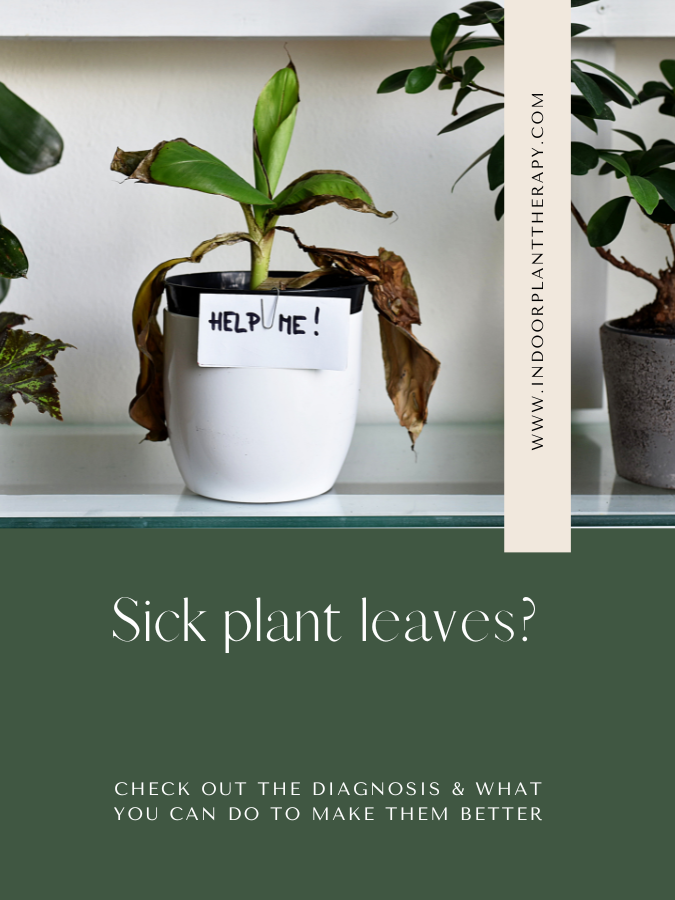 Sick or brown leaves on indoor plant solutions