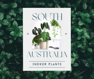 South Australia Indoor Plants near me