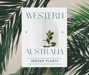 Western Australia Indoor Plants near me